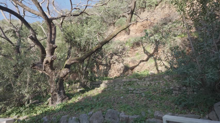 Mountain Woodland Landscape with Sunlight Through Branches at Sunset