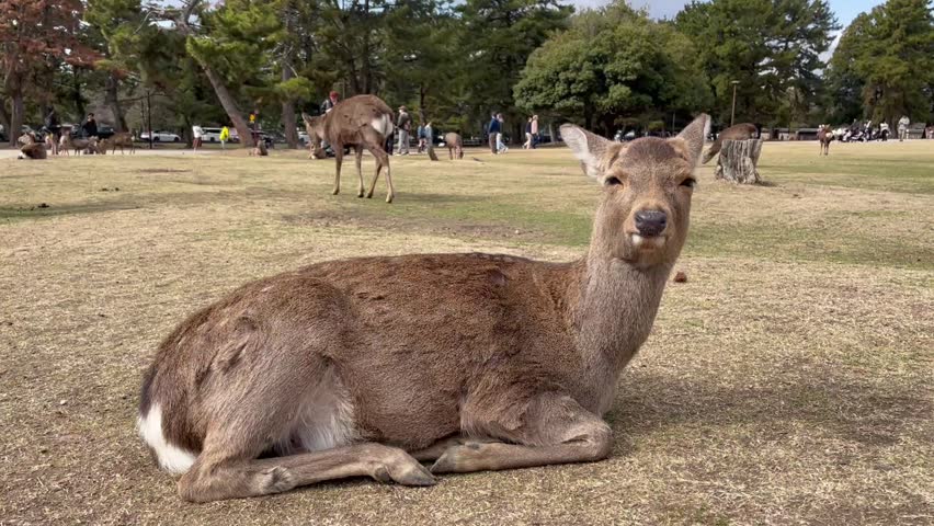 Curious Deer Tilting Head in Park with People Walking in Background