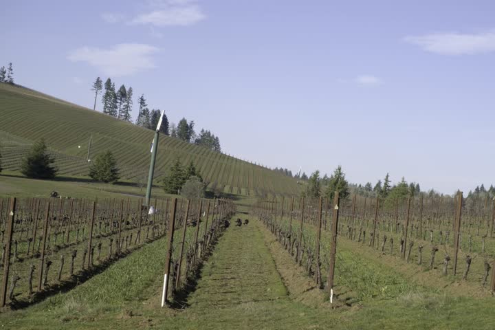 Wild turkeys walking through vineyard rows in rural farmland video