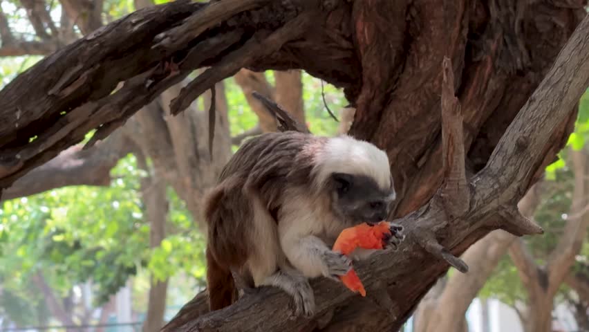 Cotton-top Tamarin Monkey (Saguinus oedipus) Sitting in a Tree in Colombia
