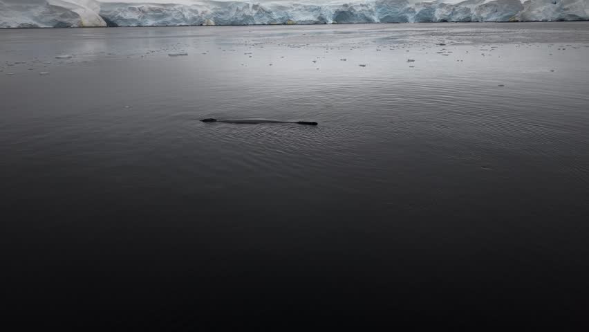 Cinematic aerial moving forward, following a humpback whale as it surfaces in the calm, dark waters of Wilhelmina Bay toward the expedition schooner Amazone in the Antarctic Peninsula