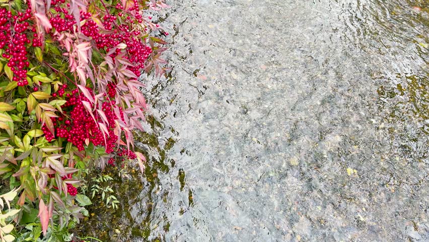 Overhead view of red berries and foliage beside a shallow, flowing river in Kyoto, Japan