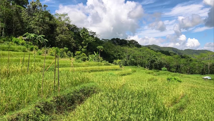 Breathtaking panorama of vibrant green rice terraces in Indonesia under a brilliant blue sky with fluffy white clouds. Perfect for travel vlogs.