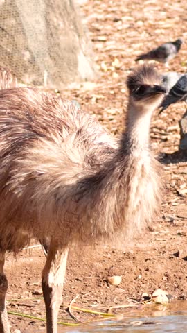 A large flightless bird drinks from a pond in a sunny outdoor enclosure.