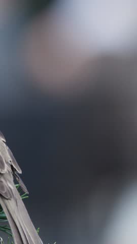 A detailed vertical shot of a sparrow resting on green pine needles with bokeh background.