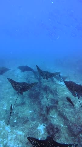 Spotted Eagle Rays Swimming Underwater Maldives Scuba Diving Marine Life