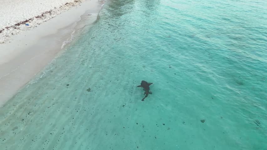 Drone View Nurse Shark Swimming in Shallow Turquoise Water Maldives