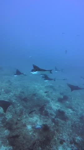 Spotted Eagle Rays Swimming Underwater Maldives Scuba Diving Marine Life