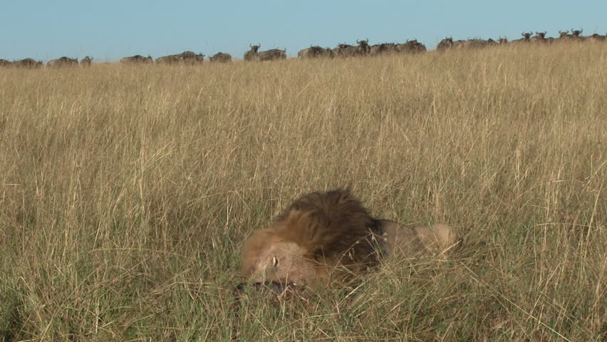 An black manned lion eats while wildebeests watch from a distance