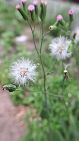 Macro video of the Sintrong plant (Crassocephalum crepidioides), a wild plant from the Asteraceae family often found in gardens or abandoned land. The flowers are round and have fine white hairs when ripe.