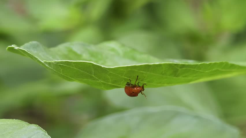 a Red Leaf Beetle (possibly Aulacophora foveicollis or Lilioceris lilii) perched on a leaf.