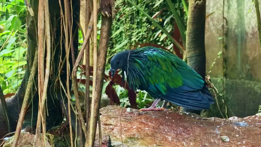 A colorful Nicobar pigeon, Caloenas nicobarica, with iridescent plumage is pecking at the ground in a lush jungle