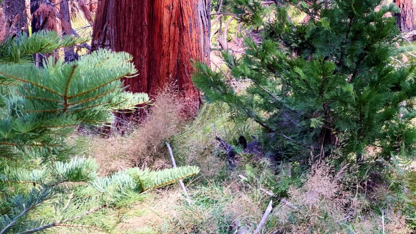 Deer grazes among bushes and grasses in a conifer forest in the Sierra Nevada, capturing wildlife behavior and natural habitat in a mountainous landscape.