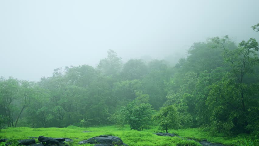 4K shot of green trees covered by fog during the rain in monsoon season as seen in Sahyadri hills near Pune in Maharashtra, India. Scenic view of forest during the rain in India. Natural background.