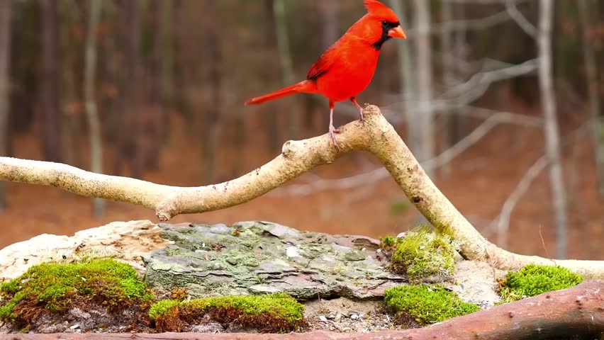 A beautiful red bird having grains on the woods 