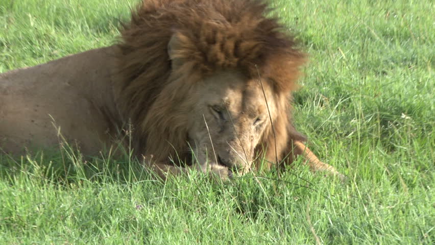 Lion trying to remove a thorn on his paw