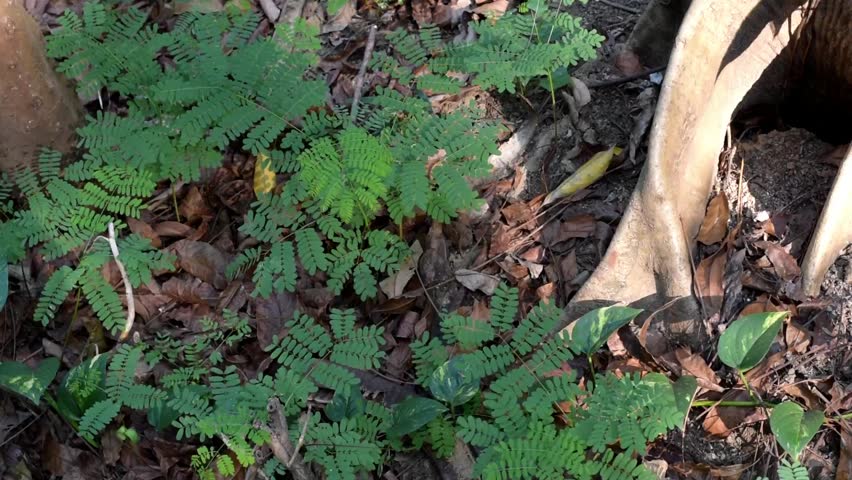Green leaves of trees and plants at a forest park. Soft sunlight illuminating leaves, calm breeze moving the leaves. Relaxing and calming nature. Serene and tranquil environment. Grounding and refreshing. Good for human mind, body and soul. Place to center yourself. 