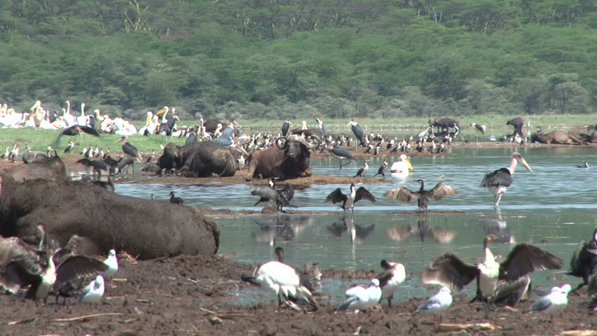 birds and animals resting beside a lake