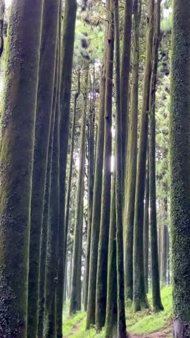 Pine forest in Darjeeling with tall trees and green nature. The place looks calm and fresh. A peaceful natural scene. Darjeeling, West bengal, India.