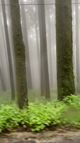 Pine forest in Darjeeling with tall trees and green nature. The place looks calm and fresh. A peaceful natural scene. Darjeeling, West bengal, India.