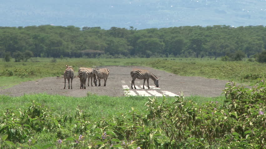 Zebras resting on an airstrip