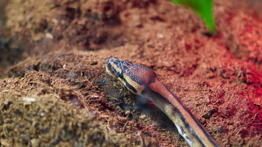 Snake resting in terrarium at zoo, capturing its movements and natural habitat.