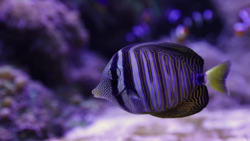 Huge European catfish floating peacefully in the dark depths of a river or lake, its long whiskers moving gently. A close-up view of the giant freshwater fish in its natural aquatic habitat