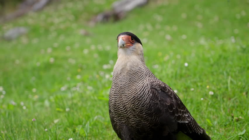 Crested Caracara Standing On Green Meadow