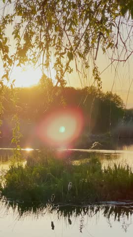 The sun sets over a calm water body, reflecting light in the water. Green grass and leaves surround the water