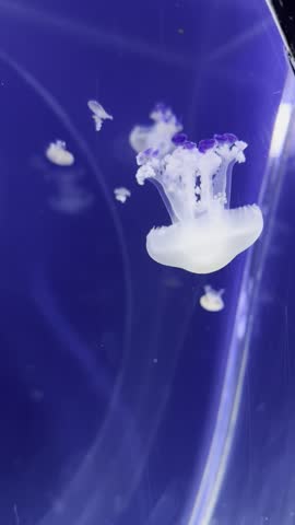 Little jellyfish swimming in aquarium in Prague medusarium, glowing neon blue background, education for children underwater world
