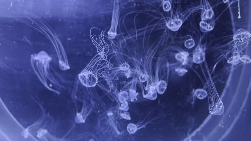 Many small transparent jellyfish swim in the aquarium of the medusarium in Prague. A flock of jellyfish, a neon glow. Underwater world