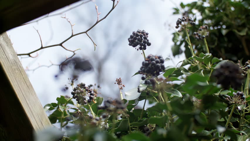 Close-up shots of dark berries clustered on stems with green leaves and a wooden structure in the background under natural light outdoors.