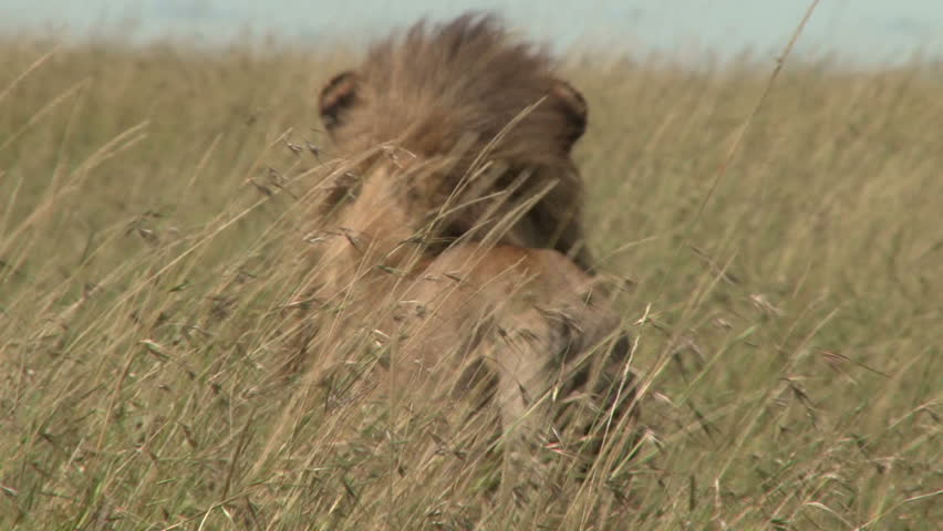 a lion's back in tall grass