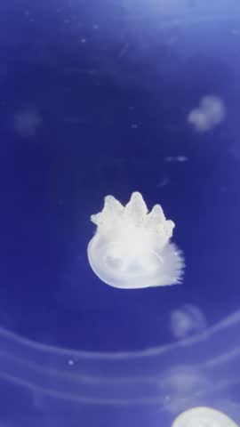 Little jellyfish swimming in aquarium in Prague medusarium, glowing neon blue background, education for children underwater world