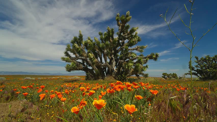 Shot of Joshua Trees (Yucca Brevifoila) and wind blown California Poppies (Eschscholzia californica) in Antelope Valley with clouds above..