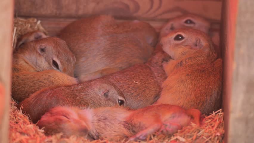 Tiny ground squirrels resting inside shelter, group of rodents huddling in nest, peaceful wildlife animal footage.