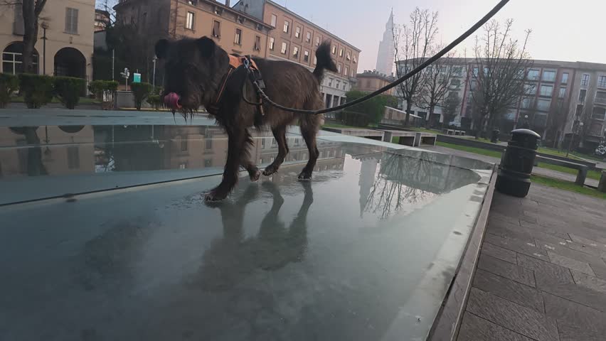 A dog on a leash explores the modern architecture and reflective surfaces of Piazza Marconi in Cremona, Lombardy, Italy