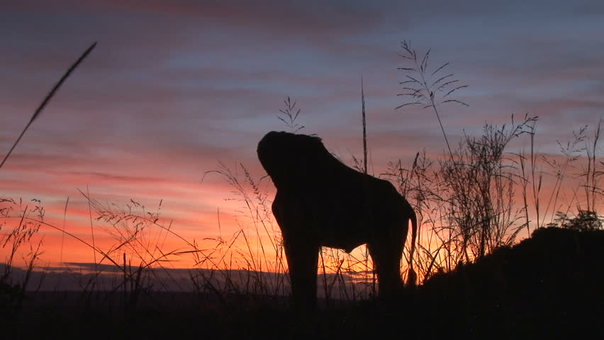 giraffe's silhouette in the sunrise.
