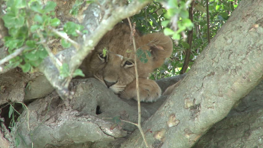 A baby lion hiding