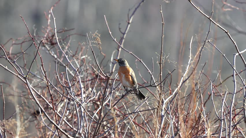 American robin standing among dry grass and brush, capturing a calm wildlife moment with warm tones and natural textures in a peaceful outdoor setting.