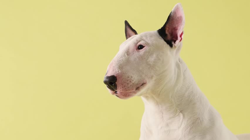 A Bull Terrier dog is shown in profile on a yellow studio background. The clean composition highlights shape and form.