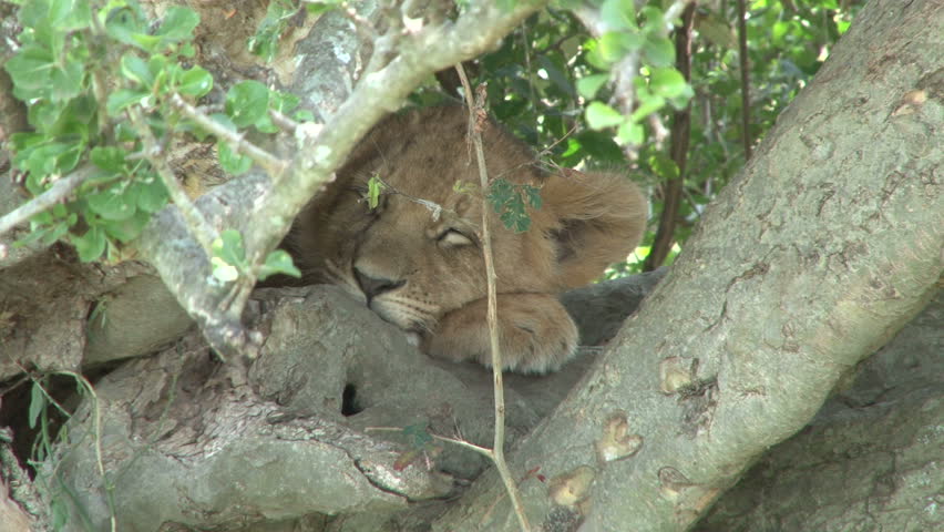 A baby lion sleeping and hidding