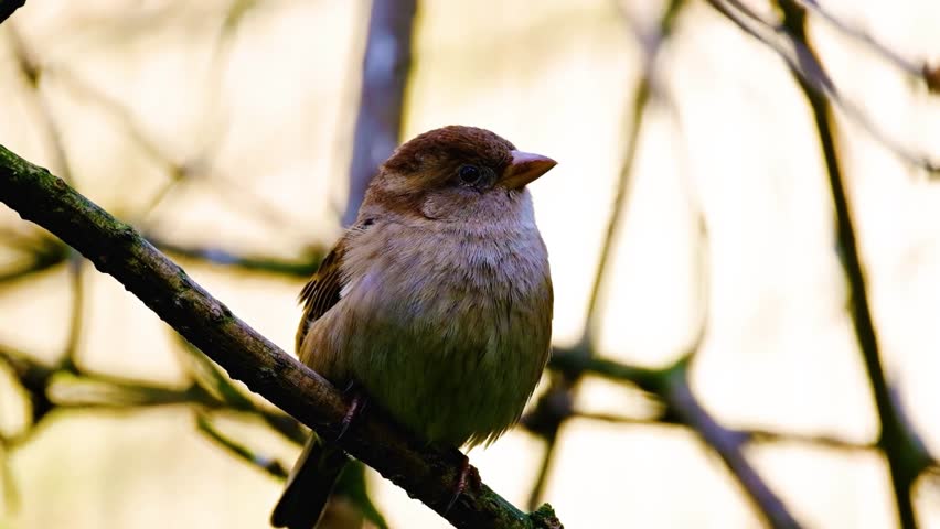 House Sparrow Bird Perched on Tree Branch