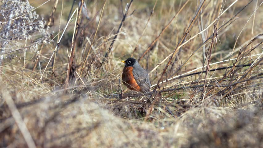 American robin standing among dry grass and brush, capturing a calm wildlife moment with warm tones and natural textures in a peaceful outdoor setting.