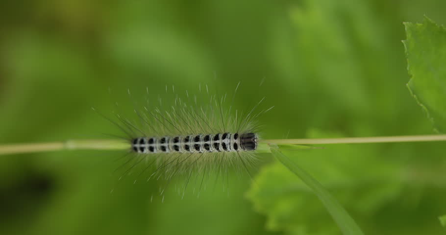 A spiny black and white caterpillar crawls up a lush green grass blade during the monsoon.