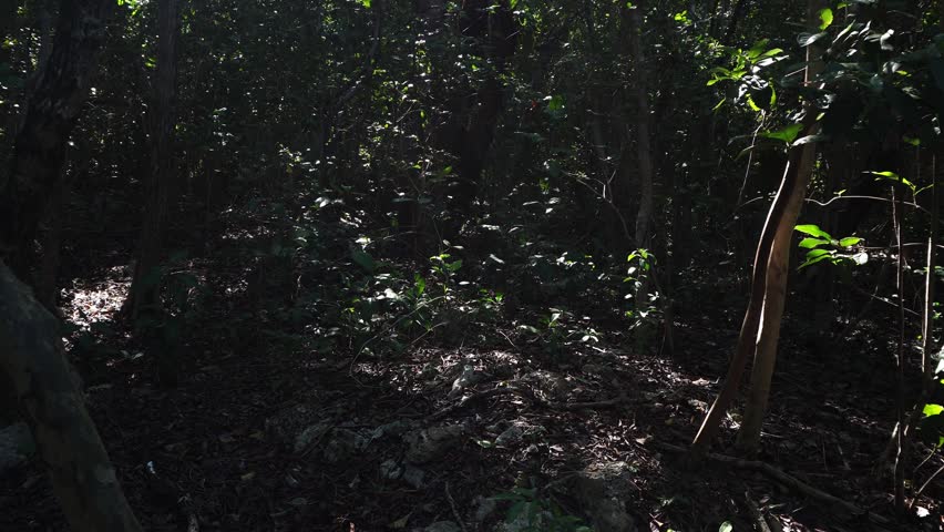 Cinematic wide shot of a tropical forest floor. High-contrast dappled sunlight illuminates dense undergrowth and leaf litter against deep, dark shadows. Sharp highlights on green foliage.