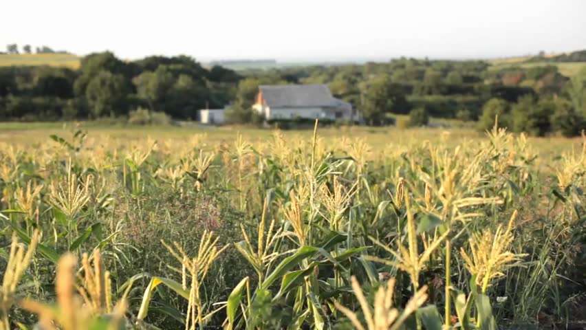 Scenic view of a corn field with a farmhouse in the background, showcasing rural life, agriculture, and peaceful countryside landscape.