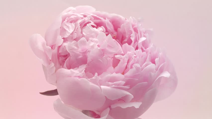 Peony flower open, closeup. Beautiful pastel pink peony background. Blooming peony flower opening process, time lapse, close-up, macro shot. Romantic Wedding backdrop, Valentine