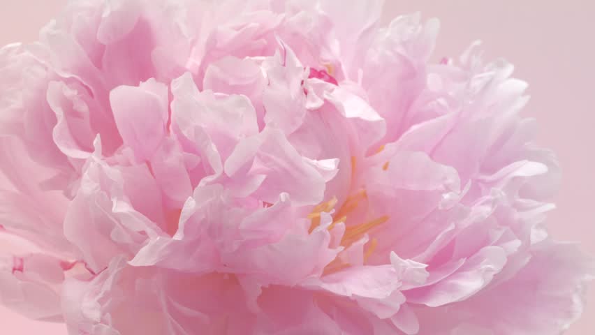 Peony flower open, closeup. Beautiful pastel pink peony background. Blooming peony flower opening process, time lapse, close-up, macro shot. Romantic Wedding backdrop, Valentine's Day, timelapse. 