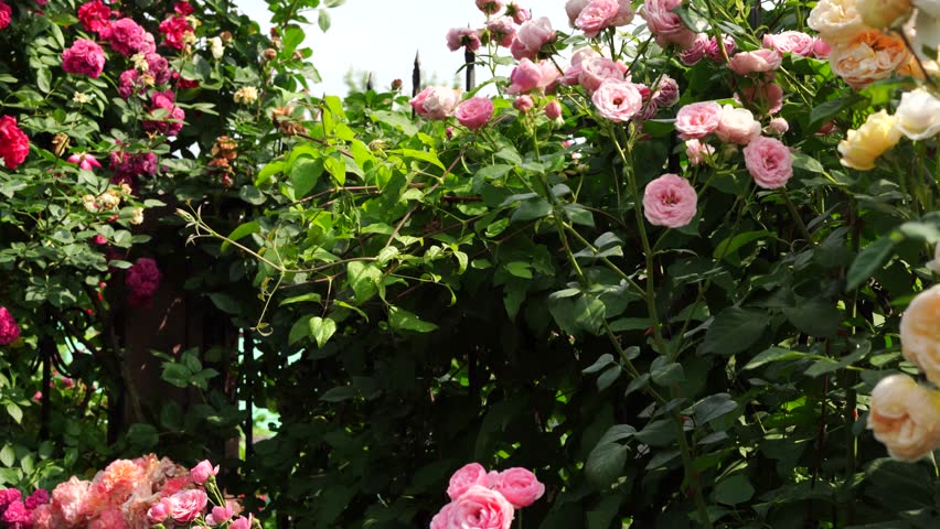 Blooming rose garden arch covered with colorful flowers